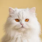 Pet template 1