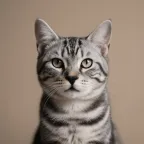 Pet template 2