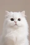 Pet template 3