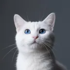 Pet template 4