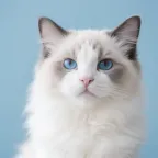 Pet template 5
